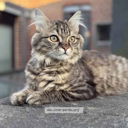 Foto 1/1 Azur Chat perdido en Roubaix