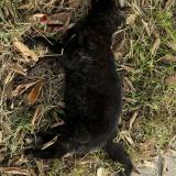 Foto de gato encontrado en Montpellier