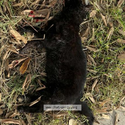 Foto 1/1 Gato encontrado Encontrado en Montpellier