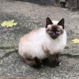 Foto de gato encontrado en Renaze