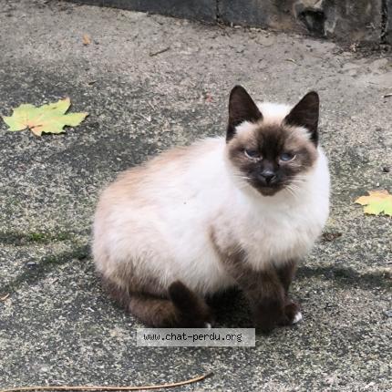 Foto 1/1 Gato encontrado Encontrado en Renaze