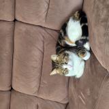 Foto del gato perdido en Oudon