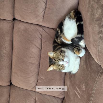 Foto 1/1 Yuzu Chat perdido en Oudon