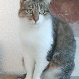 Foto del gato perdido en St Eloy Les Mines