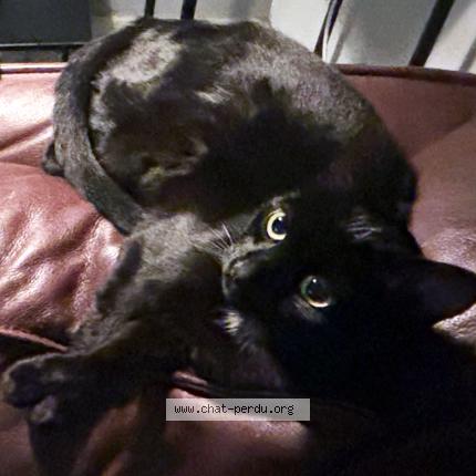 Foto 1/1 Cléo Chat perdido en Joue les tours