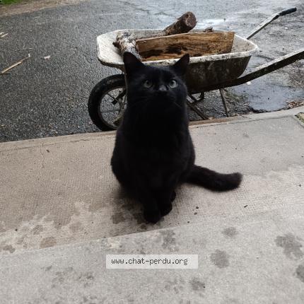 Foto 1/1 Gato encontrado Encontrado en Paulmy