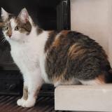 Foto del gato perdido en Valence