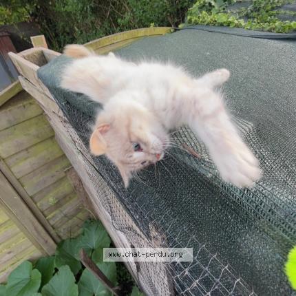 Foto 1/1 Ninou Chat perdido en Surzur