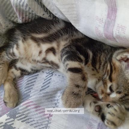 Foto 1/1 Tupac Chat perdido en Venissieux