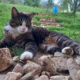 Foto del gato perdido en Leschaux