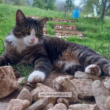 Foto 1/1 Mushu Chat perdido en Leschaux