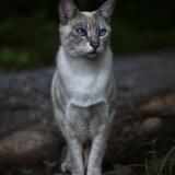 Foto del gato perdido en Lac Beauport