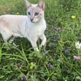 Foto del gato perdido en Lac Beauport