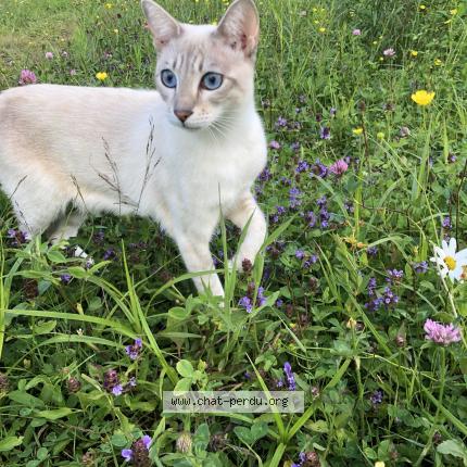 Foto 1/1 Isis Chat perdido en Lac beauport