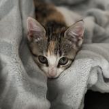 Foto del gato perdido en La Chapelle Des Pots