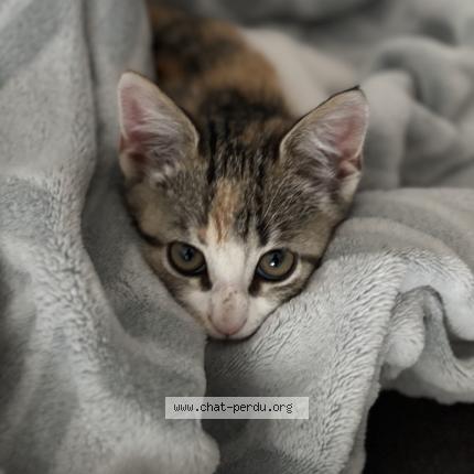 Foto 1/1 Clochette Chat perdido en La chapelle des pots