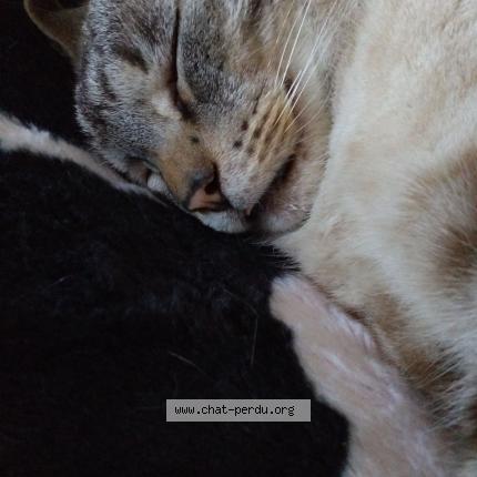 Foto 1/1 Cortex Chat perdido en Noiseux