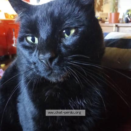 Foto 1/1 Aurélie Arze Chat perdido en Les peintures