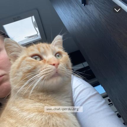Foto 1/1 Aya Chat perdido en Mazingarbe