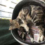 Foto del gato perdido en Colomars