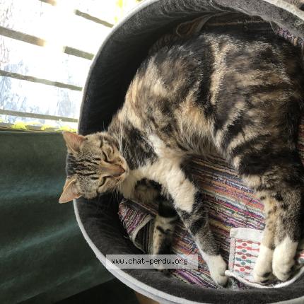 Foto 1/1 T&rsquo;choupi Chat perdido en Colomars