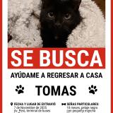 Foto del gato perdido en La Paz