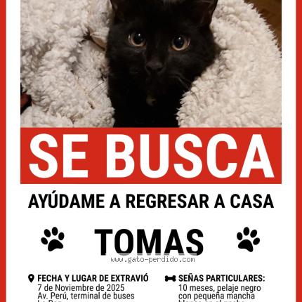 Foto 1/1 Tomás Chat perdido en La paz