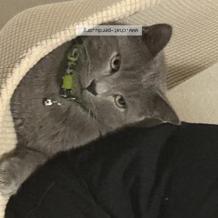 Foto 1/1 Grisou Chat perdido en Beziers