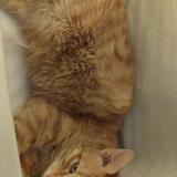 Foto del gato perdido en Riom