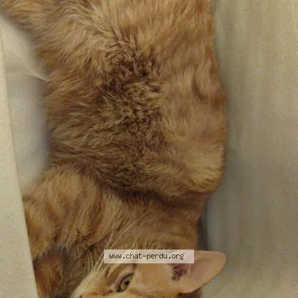 Foto 1/1 Minou Chat perdido en Riom