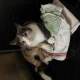 Foto del gato perdido en Gagny