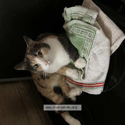 Foto 1/1 Thalia Chat perdido en Gagny