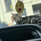 Foto del gato perdido en Venissieux