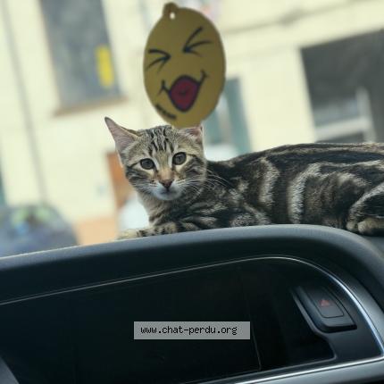 Foto 1/1 Tupac Chat perdido en Venissieux