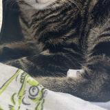 Foto del gato perdido en Arles