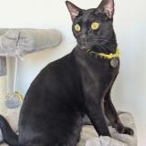 Foto del gato perdido en Amifontaine