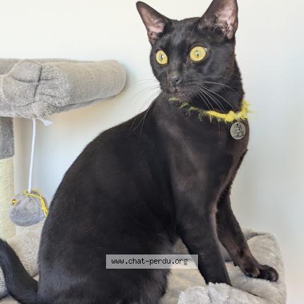 Foto 1/1 Bagheera Chat perdido en Amifontaine