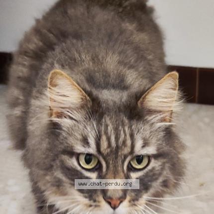 Foto 1/1 Tomy Chat perdido en Lillebonne