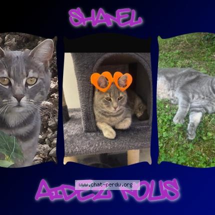 Foto 1/1 Shanel Chat perdido en Villeron