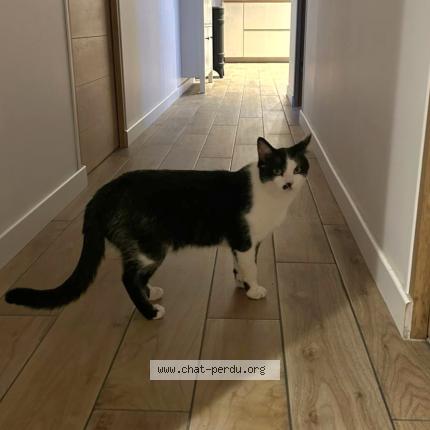 Foto 1/1 Émile Chat perdido en Trouville alliquerville