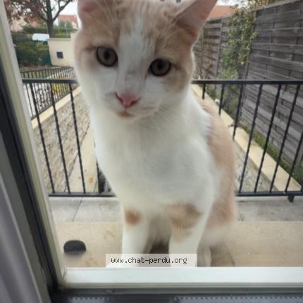 Foto 1/1 Cookie Chat perdido en Herblay