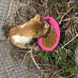 Foto de gato encontrado en Paris