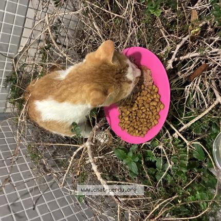 Foto 1/1 Gato encontrado Encontrado en Paris