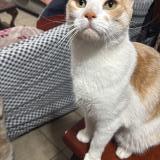 Foto del gato perdido en Santiago