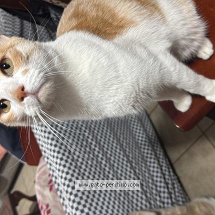 Foto 1/1 Lorenzo Chat perdido en Santiago