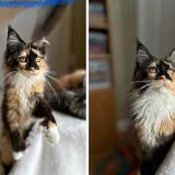 Foto del gato perdido en St Jerome