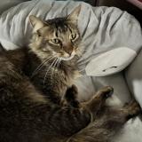 Foto del gato perdido en Sainte Clotilde