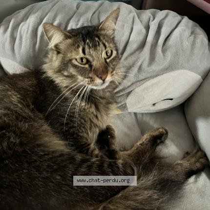 Foto 1/1 Robin Chat perdido en Sainte clotilde