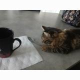 Foto del gato perdido en Le Breuil