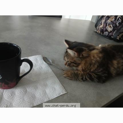 Foto 1/1 Aladin Chat perdido en Le breuil